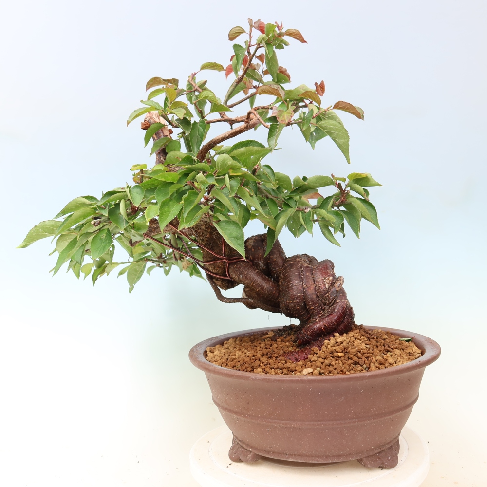 Bonsaï d'extérieur - Abricotier japonais - Prunus Mume