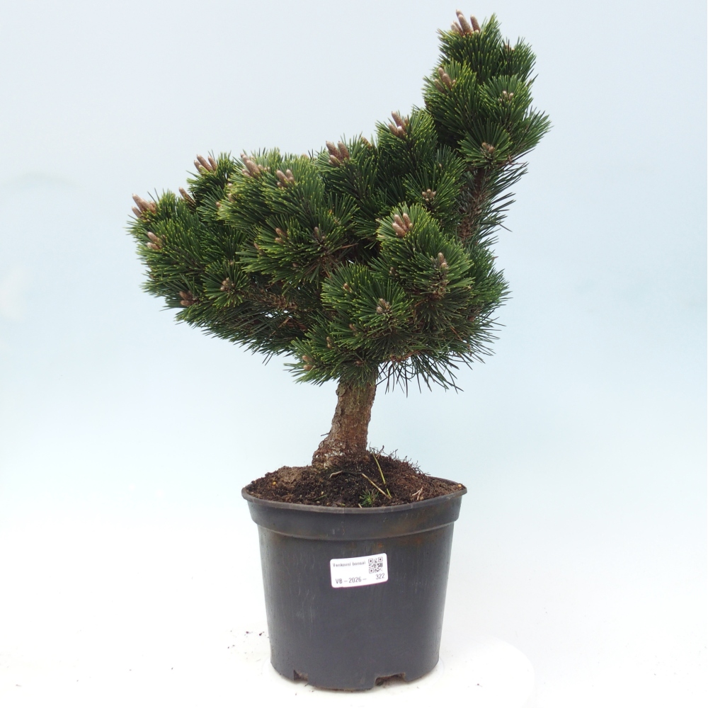 Bonsaï d'extérieur - Pinus thunbergii senjyumaru - Pin de Thunberg
