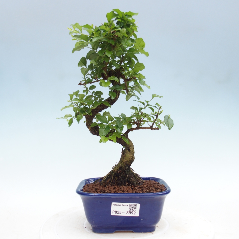 Bonsaï de chambre -Ligustrum chinensis - Bec d'oiseau