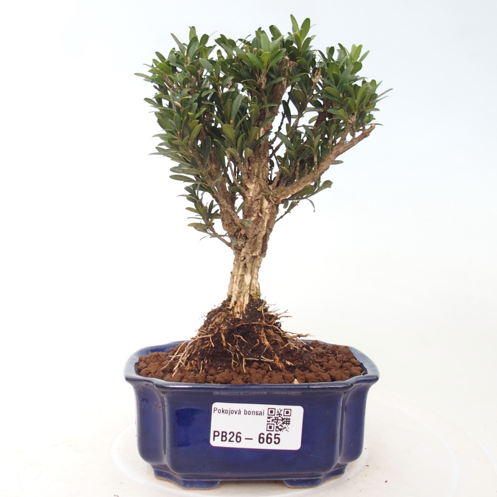 Bonsaï de chambre - Buxus harlandii - buxus liège