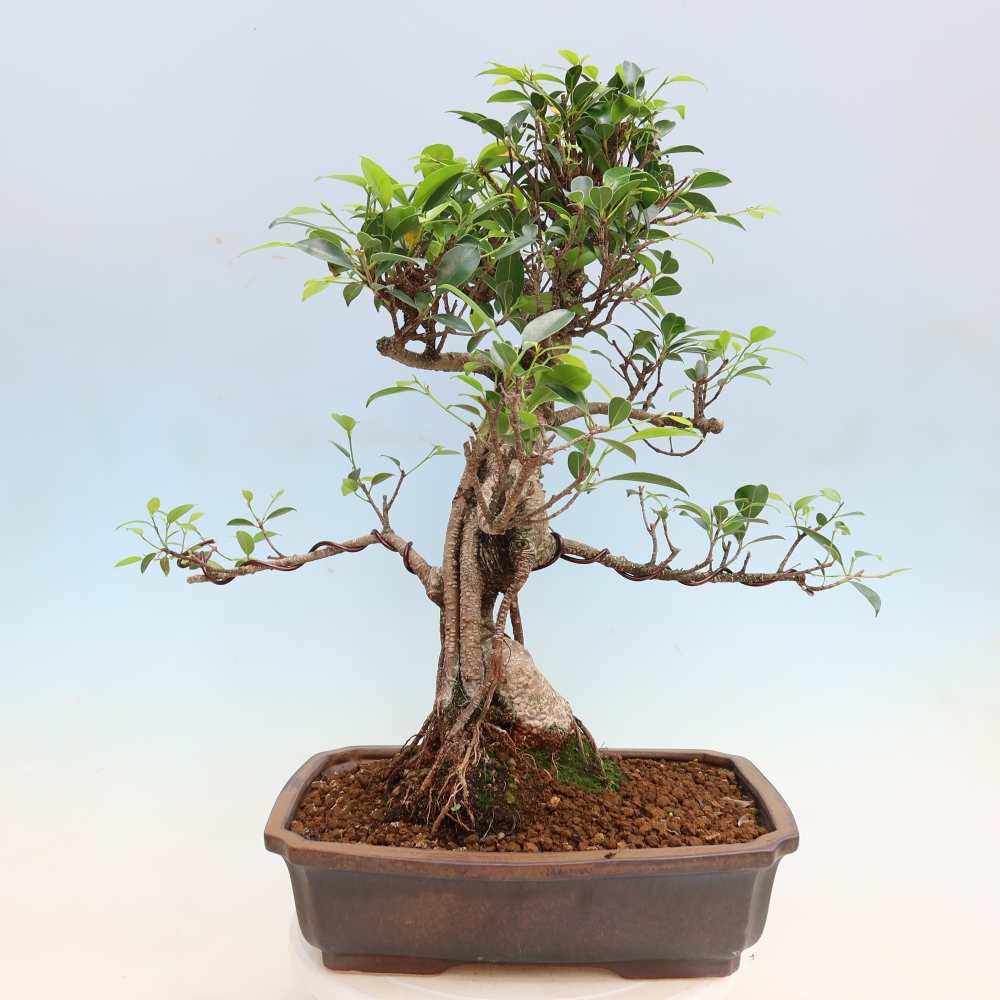 Salle bonsaï - Ficus kimmen - ficus à petites feuilles