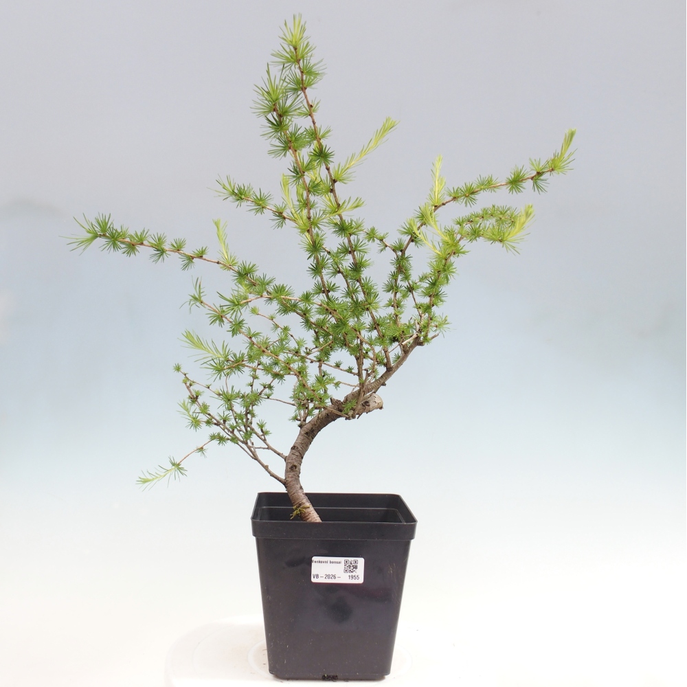 Bonsaï d'extérieur -Larix decidua - Mélèze