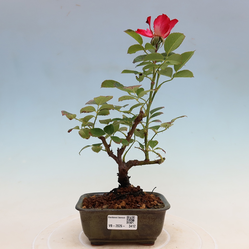 Bonsaï d'extérieur - Rosa Kordes - rose