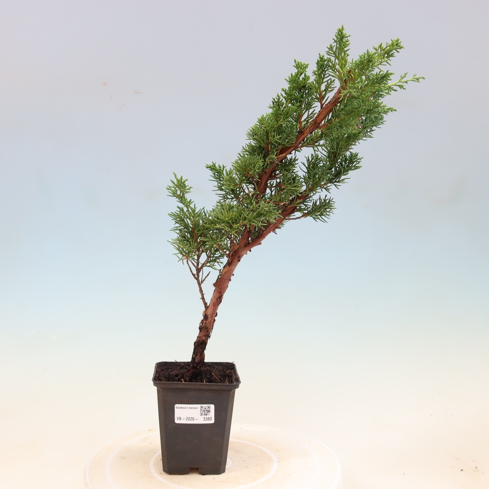 Bonsaï d'extérieur - Juniperus chinensis Kishu