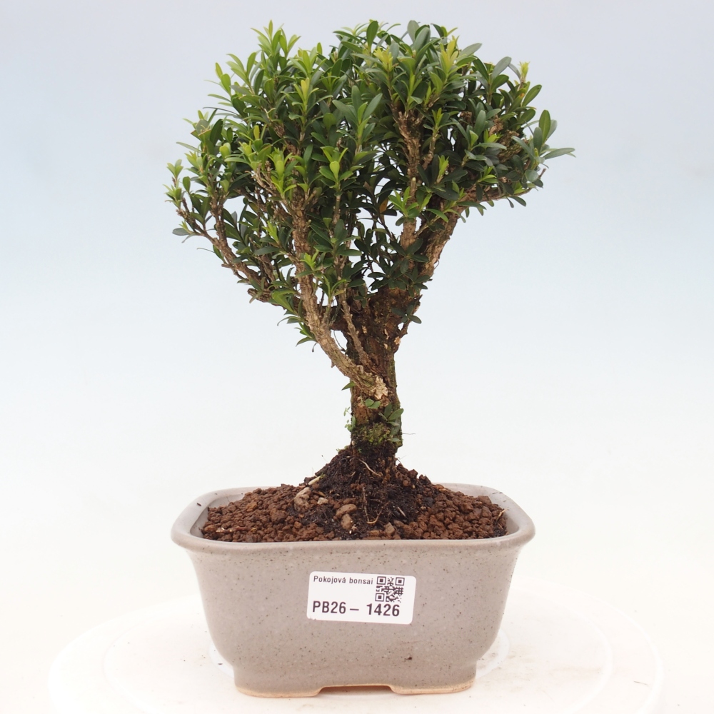 Bonsaï de chambre - Buxus harlandii - buxus liège