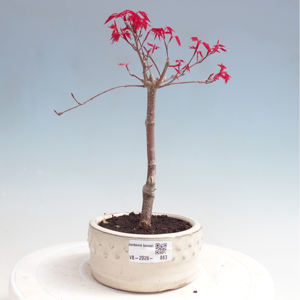 Bonsaï d'extérieur - Acer palmatum DESHOJO
