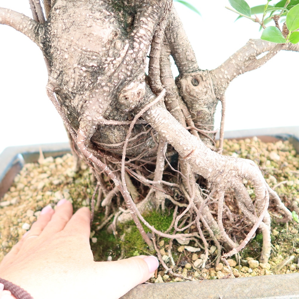 Salle bonsaï - Ficus kimmen - ficus à petites feuilles