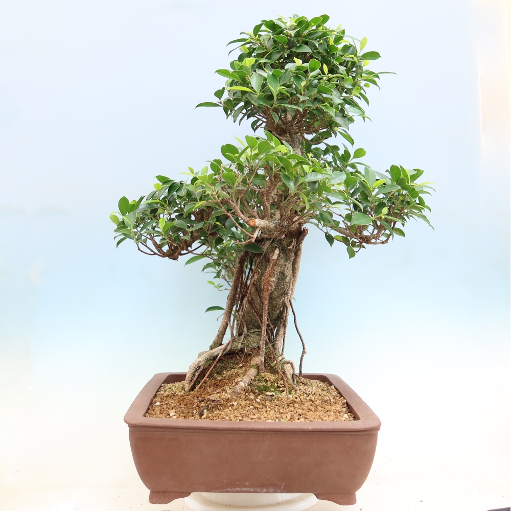 Salle bonsaï - Ficus kimmen - ficus à petites feuilles