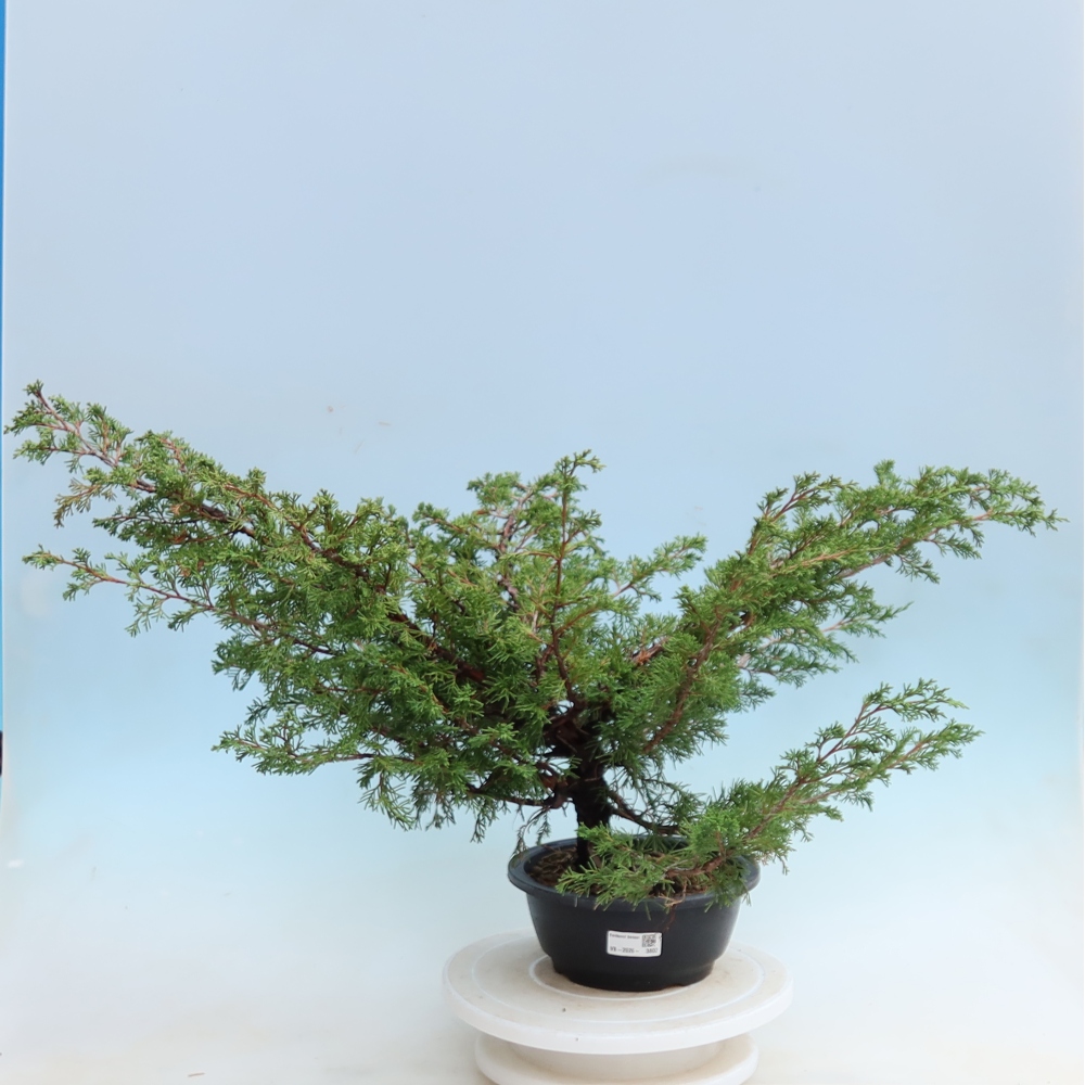Bonsaï d'extérieur - Juniperus chinensis Itoigawa - Genévrier de Chine