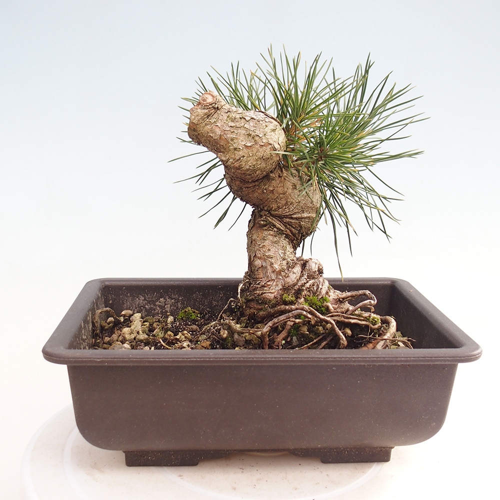 Bonsaï d'extérieur - Pinus thunbergii - Pin de Thunberg