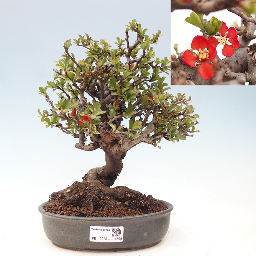 Bonsaï d'extérieur - Chaneomeles speciosa - Coing