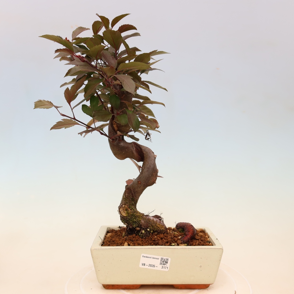 Bonsaï d'extérieur -Malus domestica - Pommier à petits fruits et à feuilles rouges