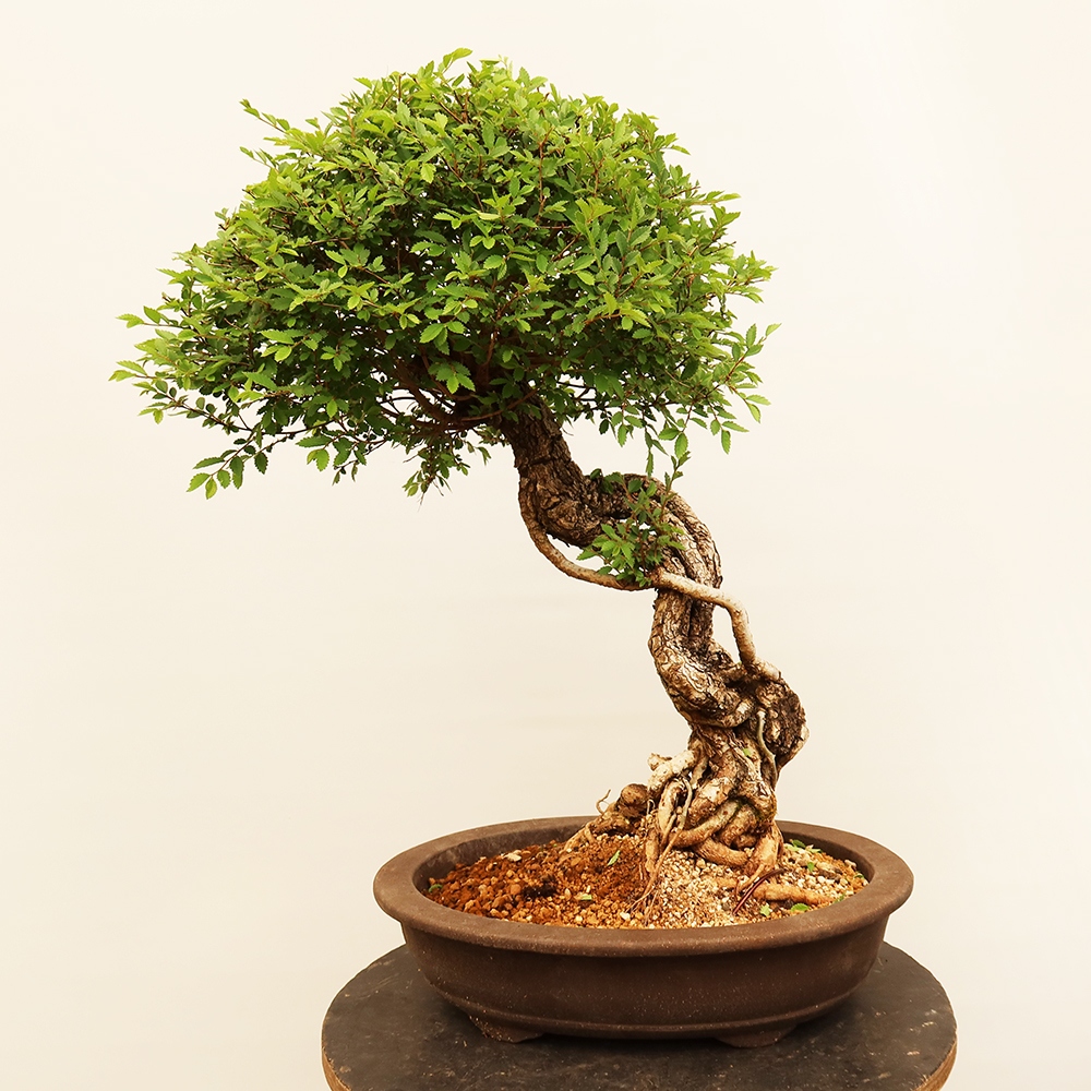 Bonsaï d'extérieur - Zelkova - Zelkova NIRE