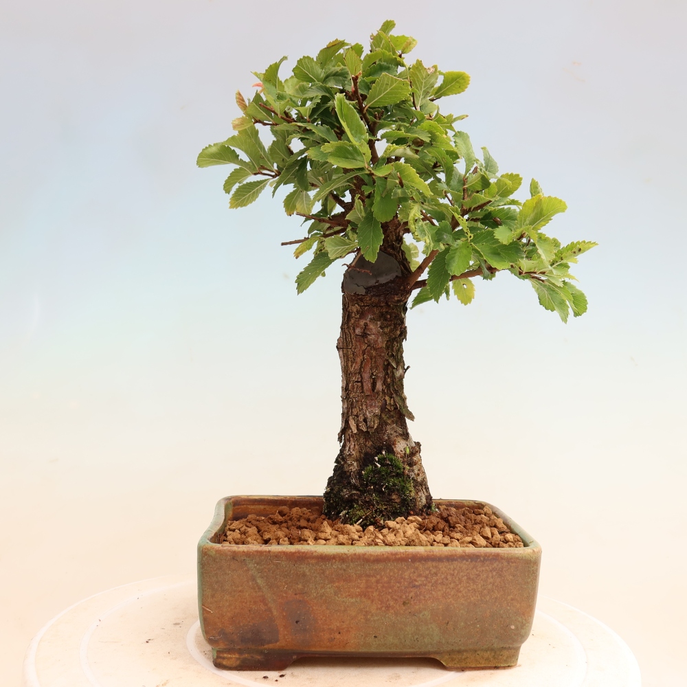 Bonsaï d'extérieur - Zelkova - Zelkova NIRE