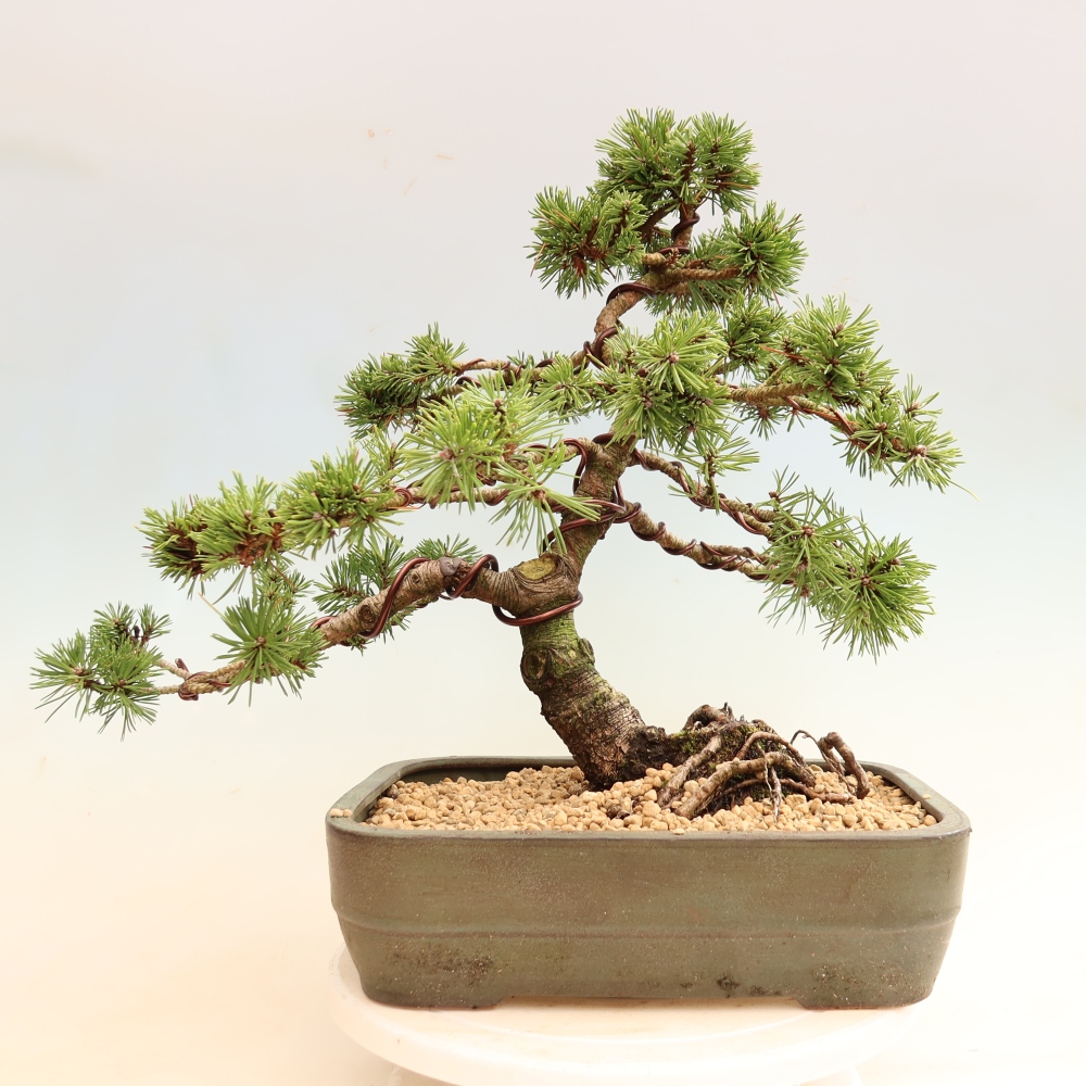 Bonsaï d'extérieur - Pinus mugo Humpy  - Pin nain