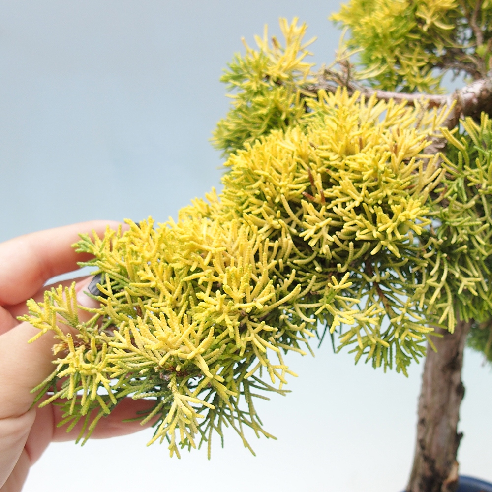 Bonsaï d'extérieur - Juniperus chinensis plumosa aurea