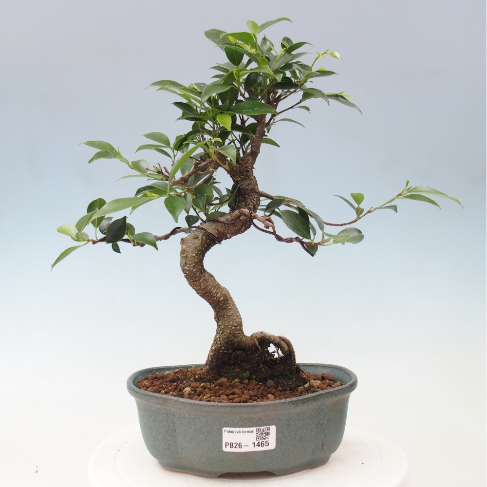 Salle bonsaï - Ficus retusa - ficus à petites feuilles
