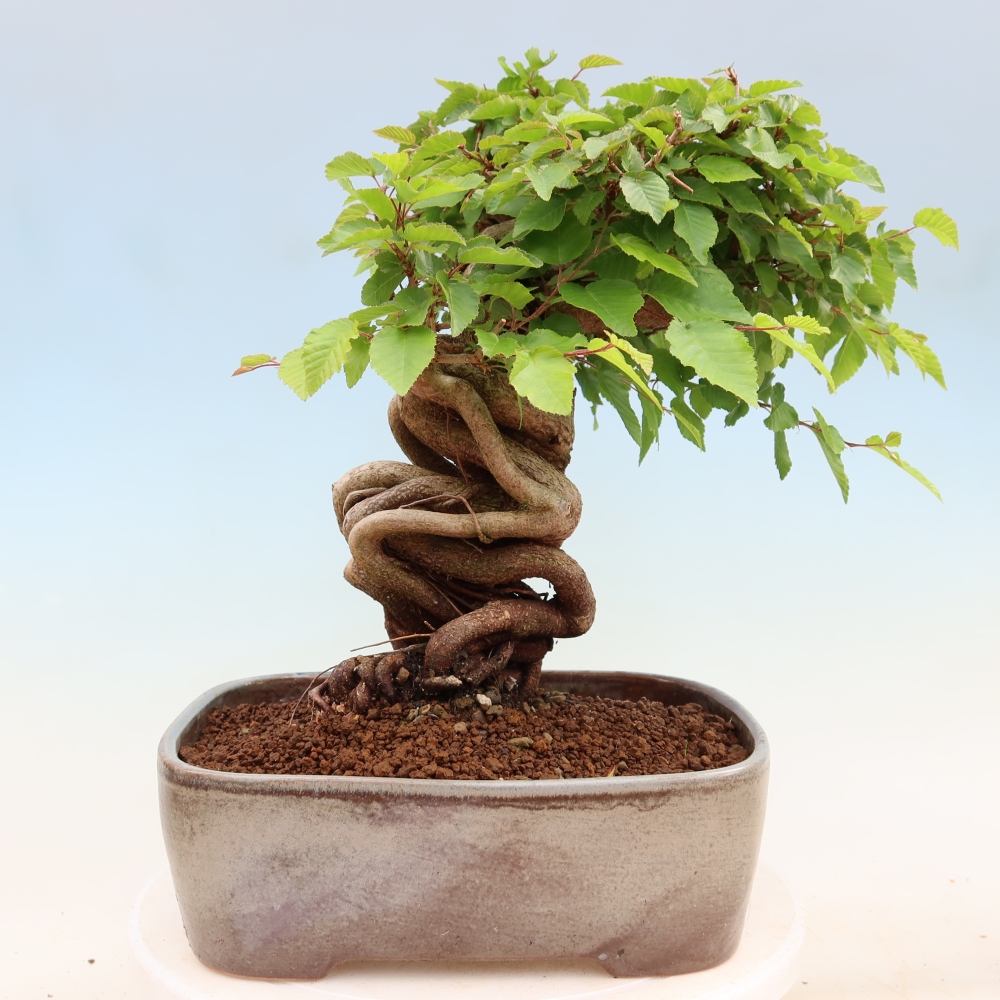 Bonsaï d'extérieur -Carpinus Coreana - Charme de Corée