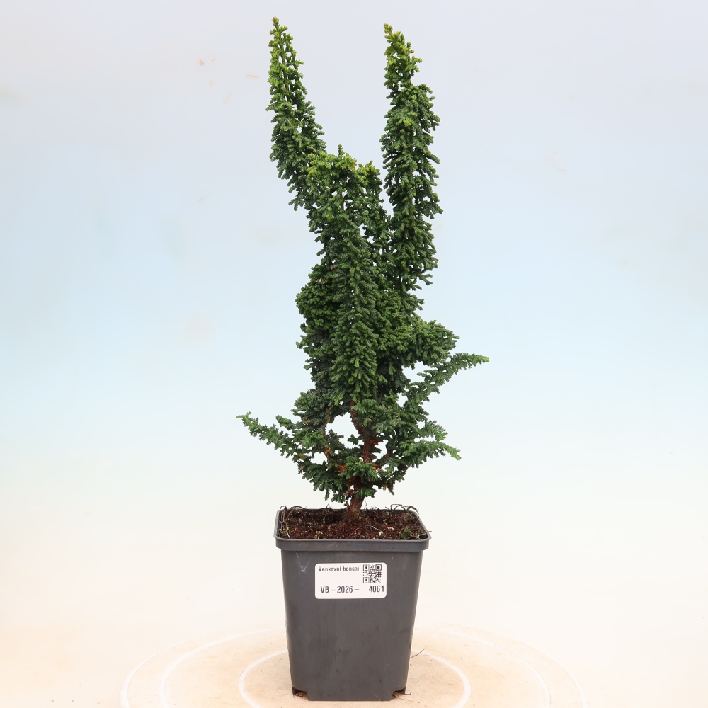 Bonsaï d'extérieur - Cham. obtusa SEKKA HINOKI - Cyprès