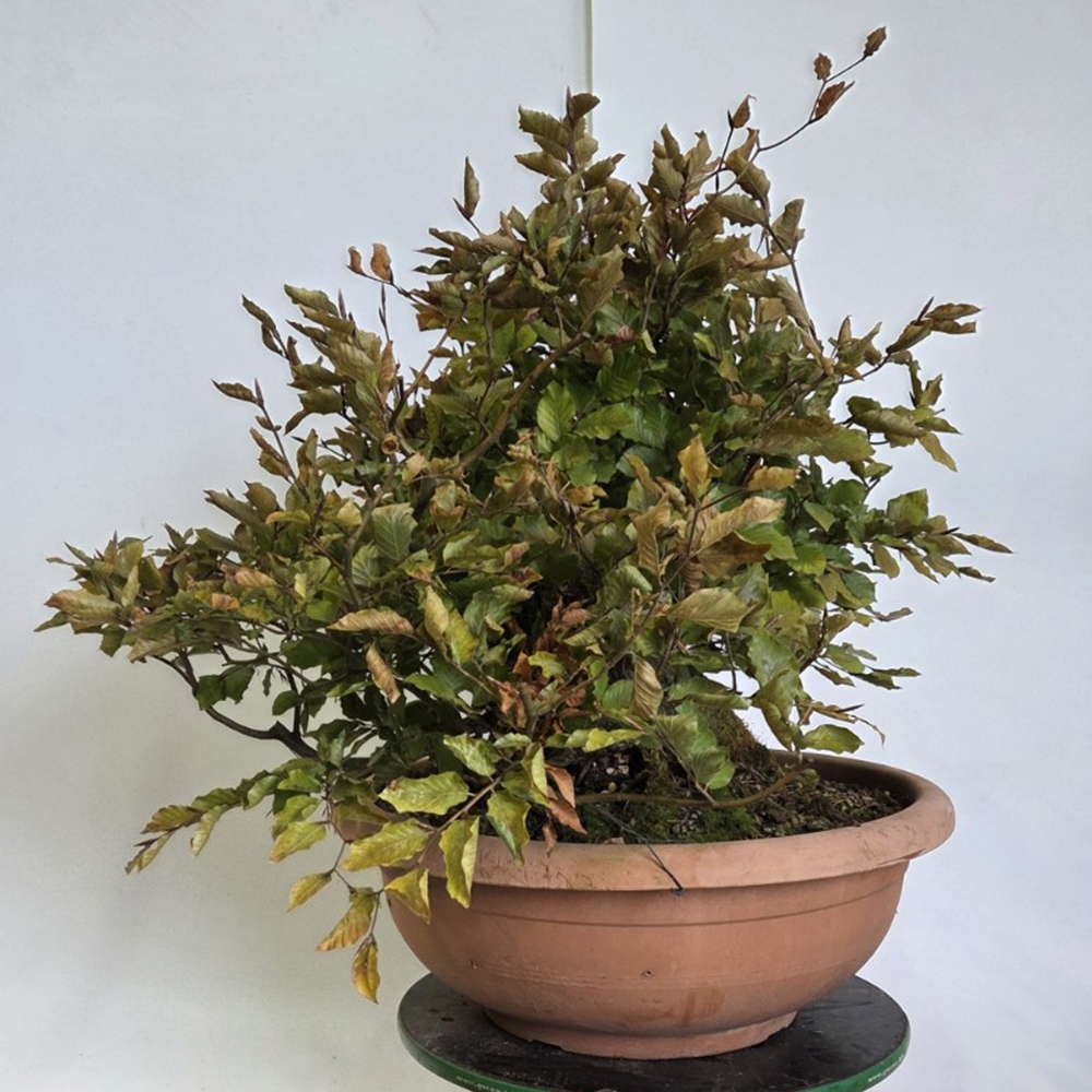 Bonsaï d'extérieur-Fagus sylvatica