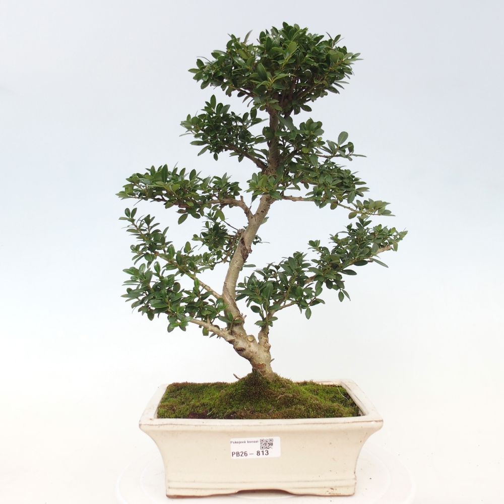 Bonsaï de chambre - Ilex crenata - Houx
