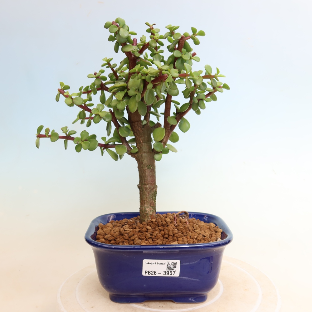 Bonsaï de chambre - Portulakaria Afra - Tlustice