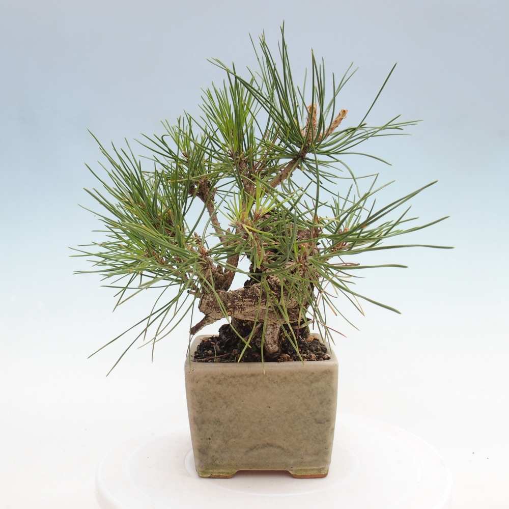 Bonsaï d'extérieur - Pinus thunbergii - Pin de Thunberg