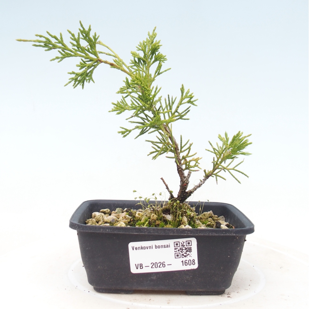 Bonsaï d'extérieur - Juniperus chinensis Itoigawa