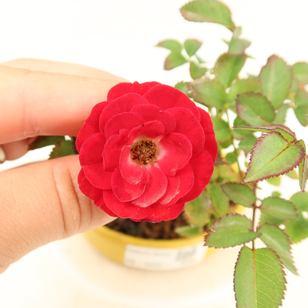 Bonsaï d'extérieur - Rosa Kordes - rose