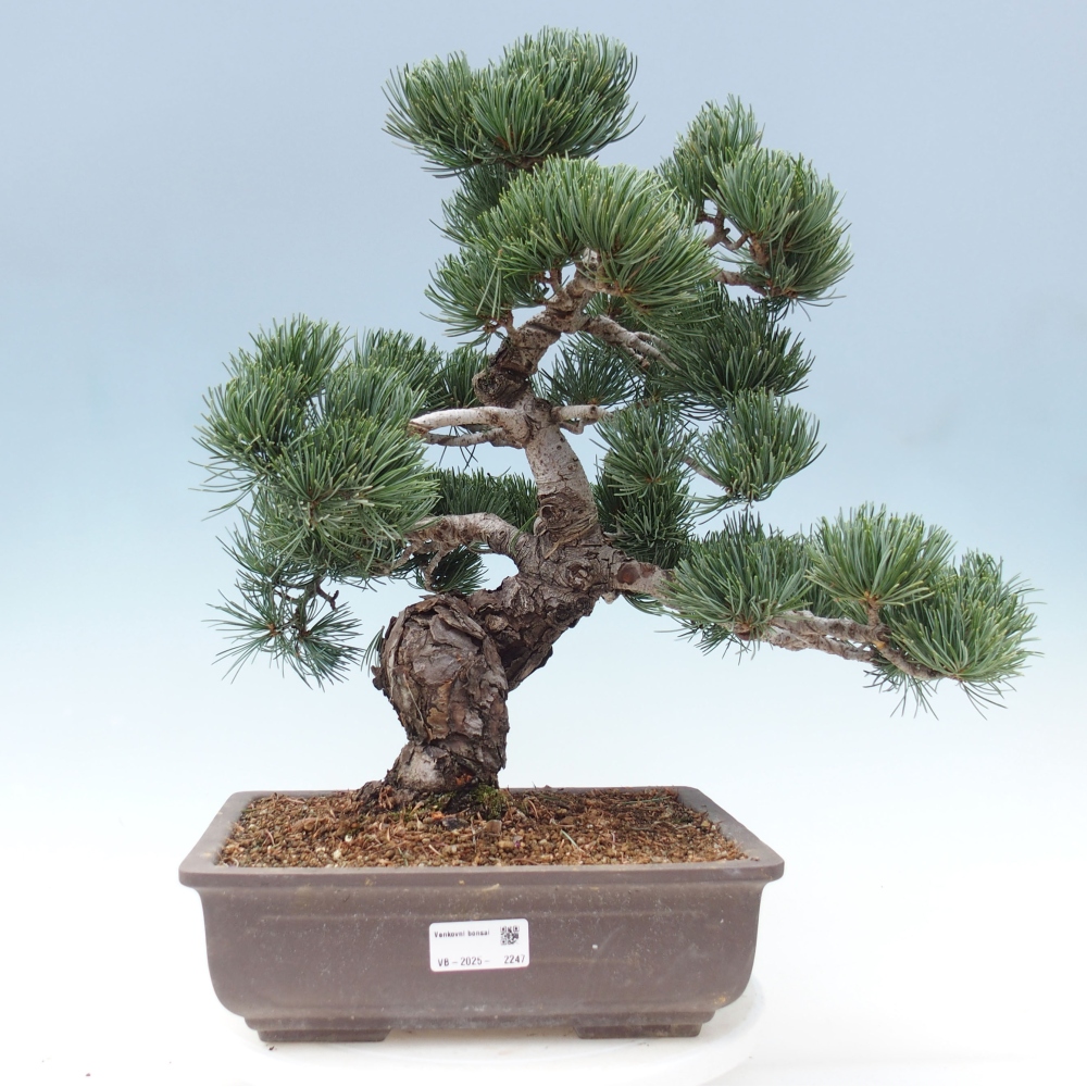 Bonsaï d'extérieur - Pinus parviflora - Pinus parviflora