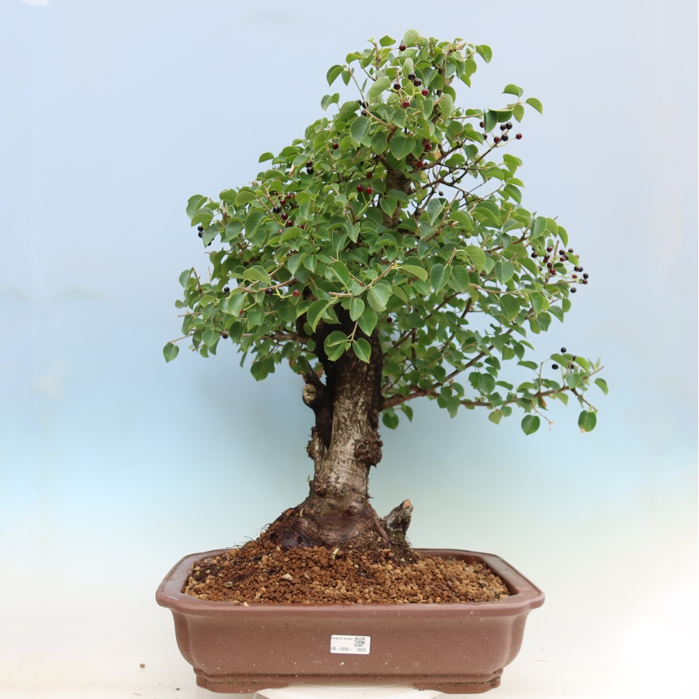 Bonsaï d'extérieur - Mahalebka - Prunus mahaleb