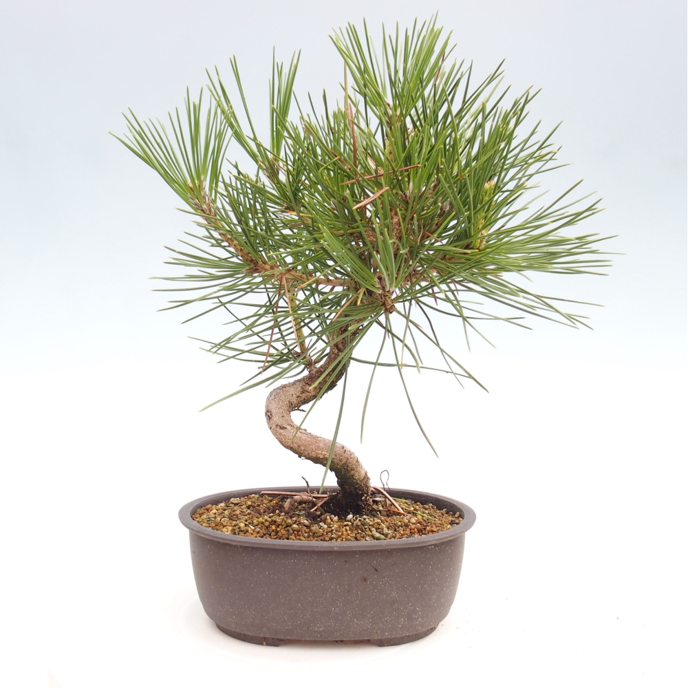 Bonsaï d'extérieur - Pinus thunbergii - Pin de Thunberg