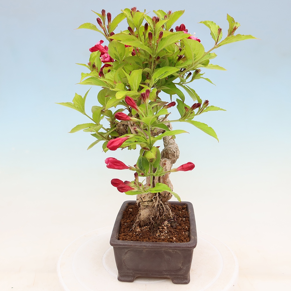 Bonsaï d'extérieur - Weigela subsessilis - Weigela de Corée