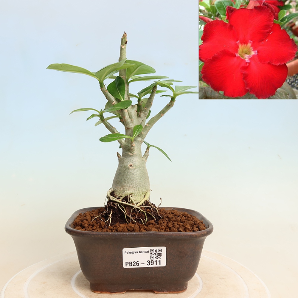 Bonsaï d'intérieur - Adenium obesum Red Star - Rose du désert