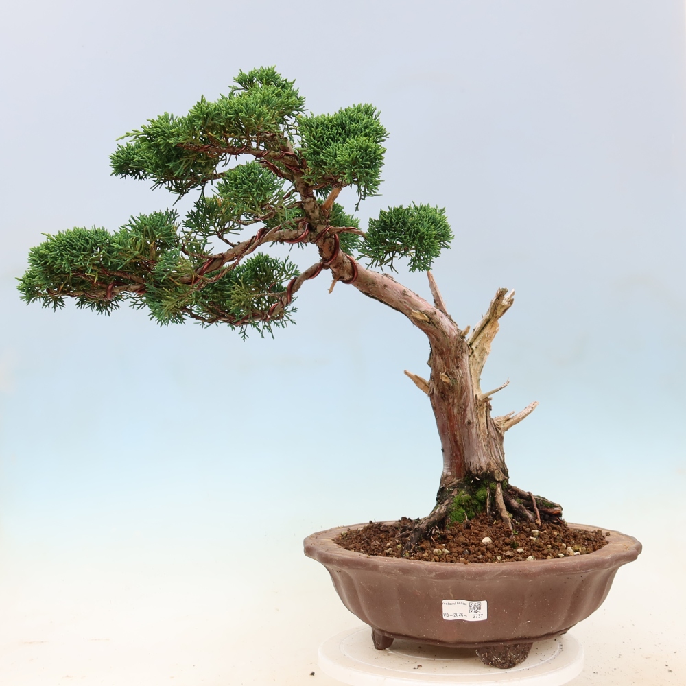 Bonsaï d'extérieur - Juniperus chinensis Kishu