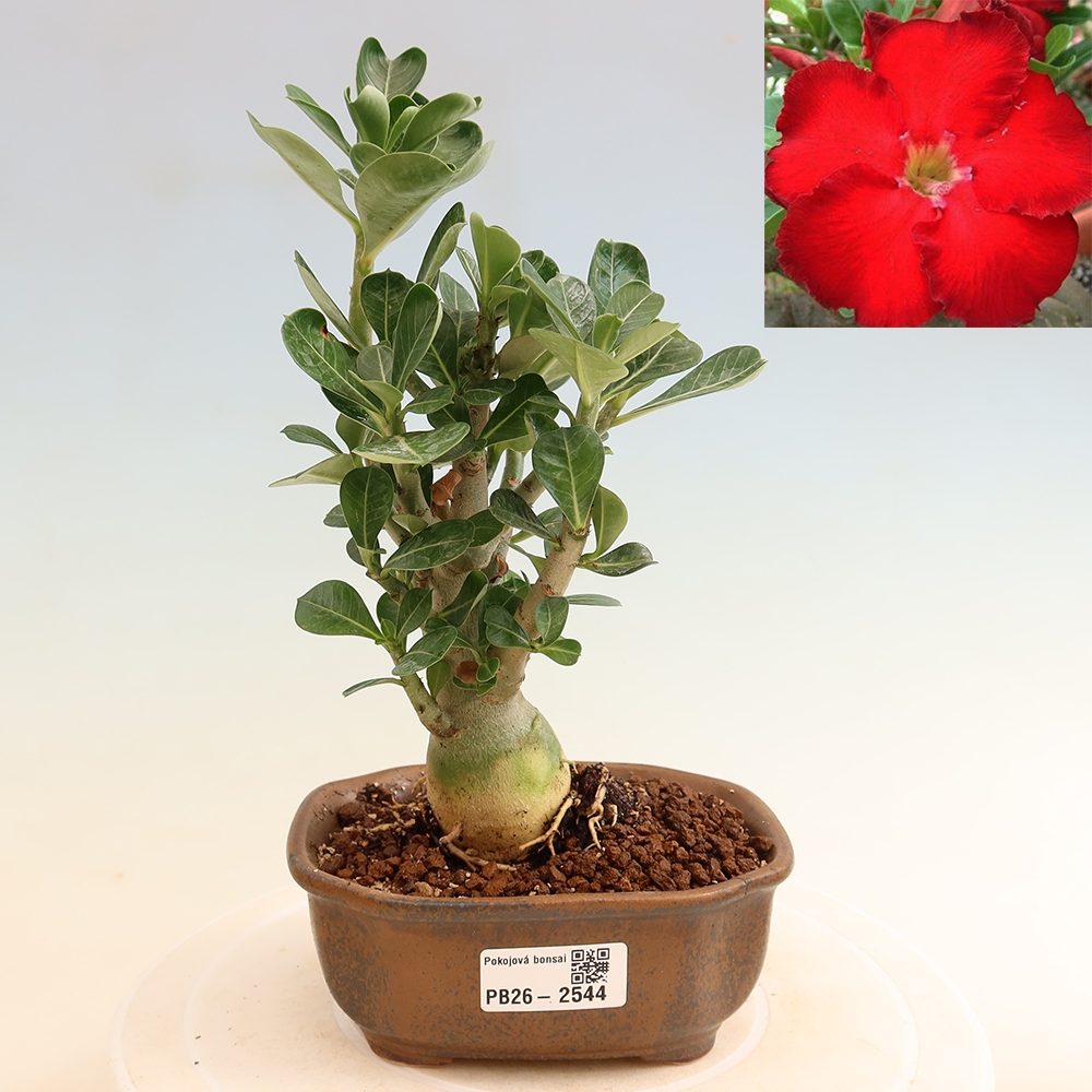 Bonsaï d'intérieur - Adenium obesum Red Star - Rose du désert
