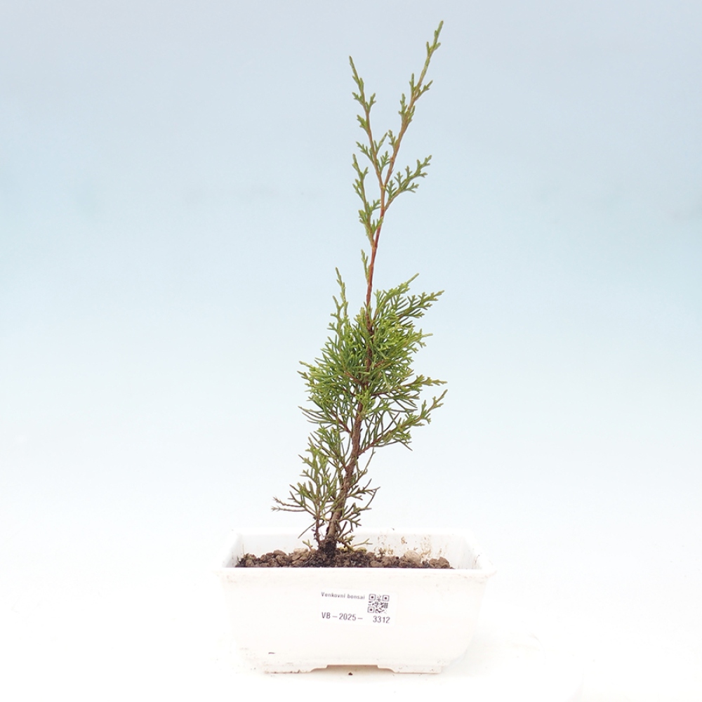 Bonsaï d'extérieur - Juniperus chinensis Itoigawa