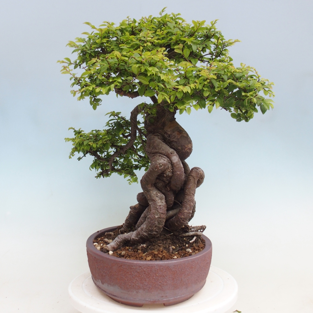 Bonsaï d'extérieur - Ulmus parvifolia Hokkaido - Orme de Chine