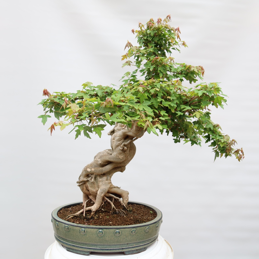 Bonsaï d'extérieur - Maple Burger - Acer Burgerianum