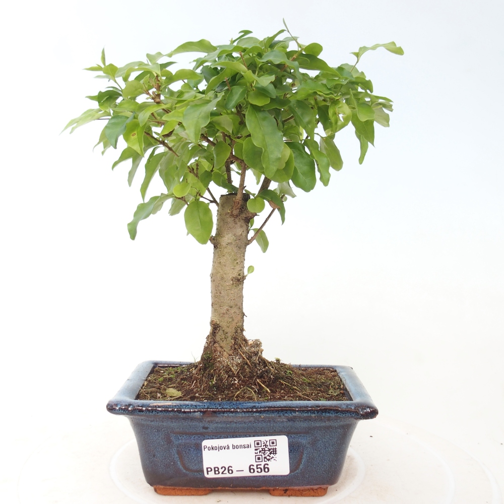 Bonsaï de chambre -Ligustrum chinensis - Bec d'oiseau