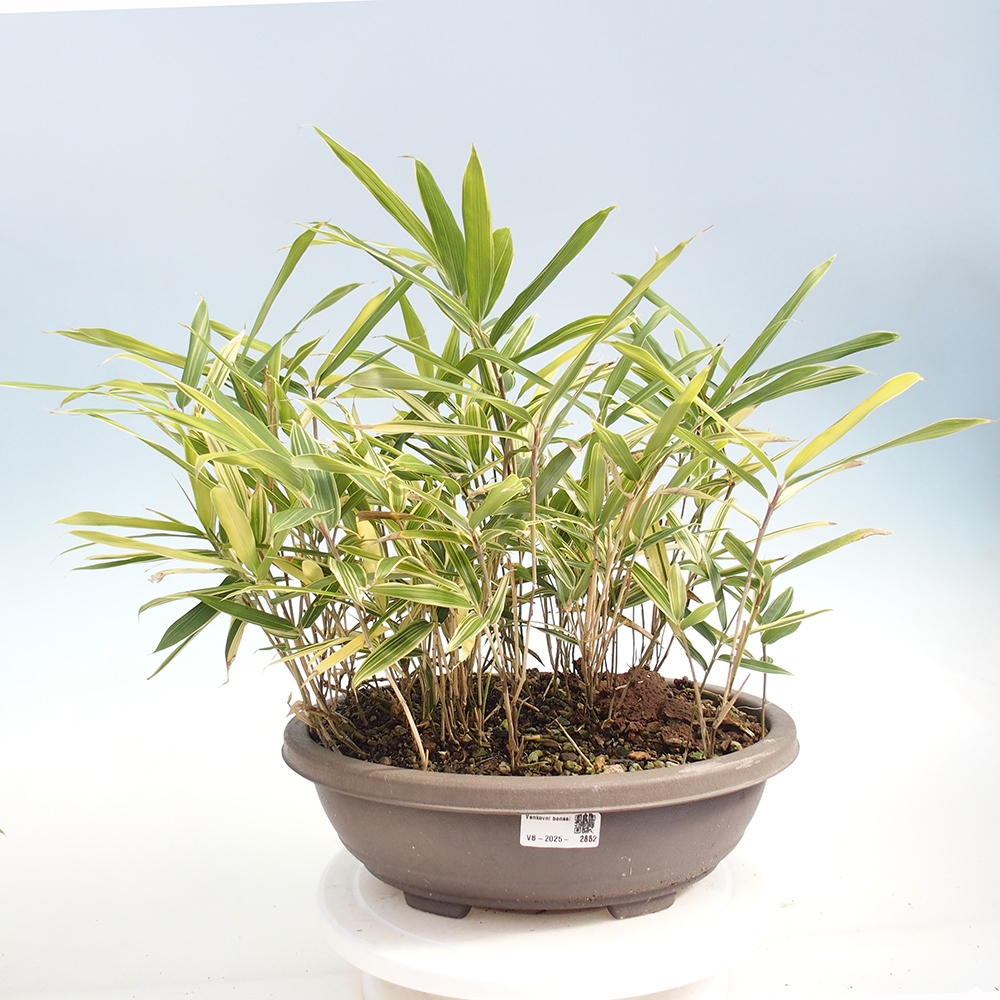 Bonsaï d'extérieur - Sasaella masamuneana Albostriata - Bambou