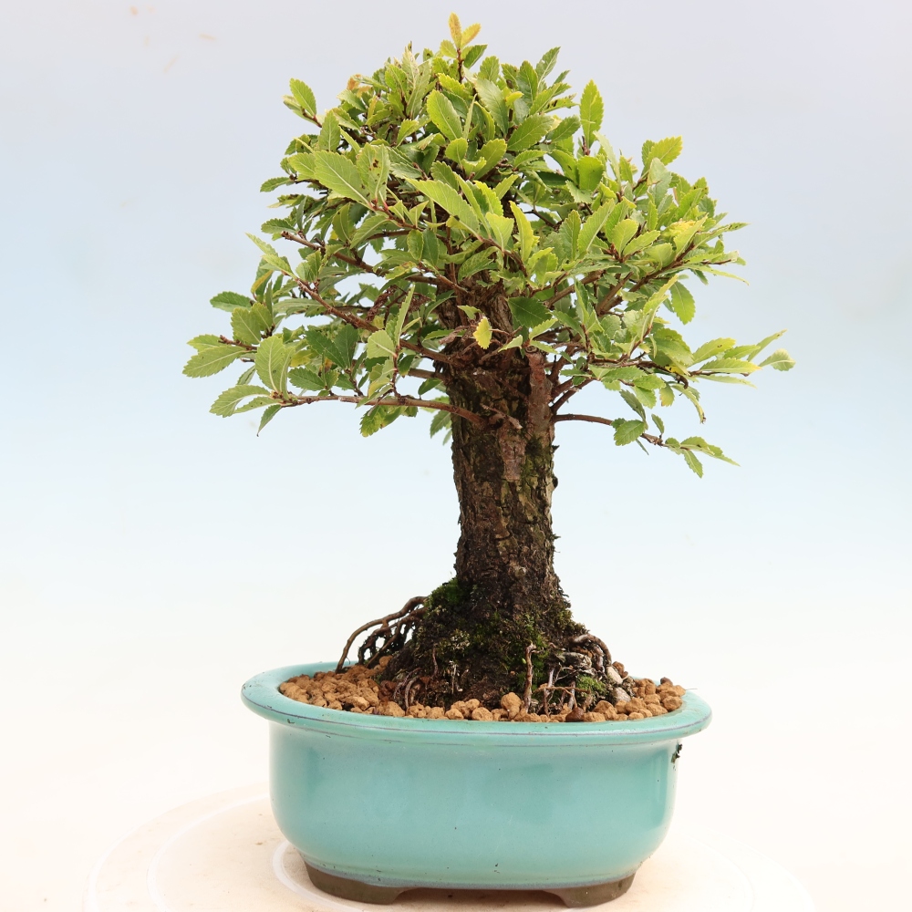 Bonsaï d'extérieur - Zelkova - Zelkova NIRE