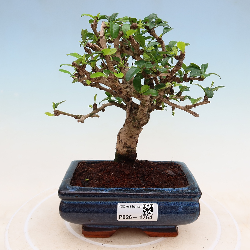 Bonsaï de chambre - Carmona macrophylla - Tea fuki
