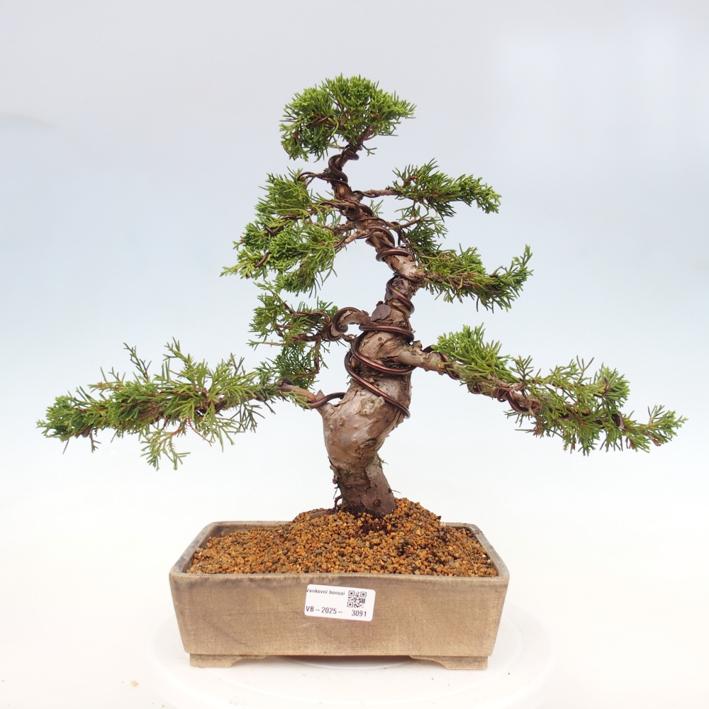 Bonsaï d'extérieur - Juniperus chinensis Itoigawa