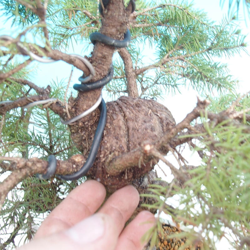 Bonsaï d'extérieur - Épicéa - Picea glauca globe