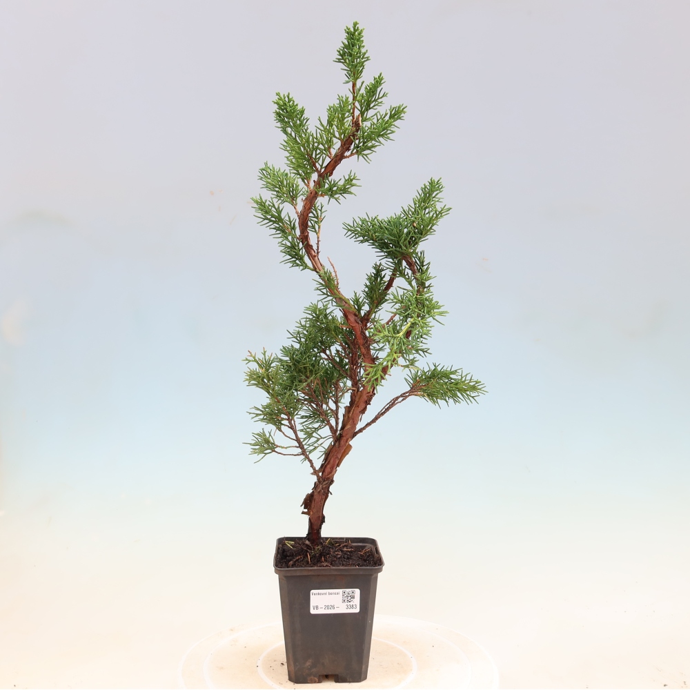 Bonsaï d'extérieur - Juniperus chinensis Kishu