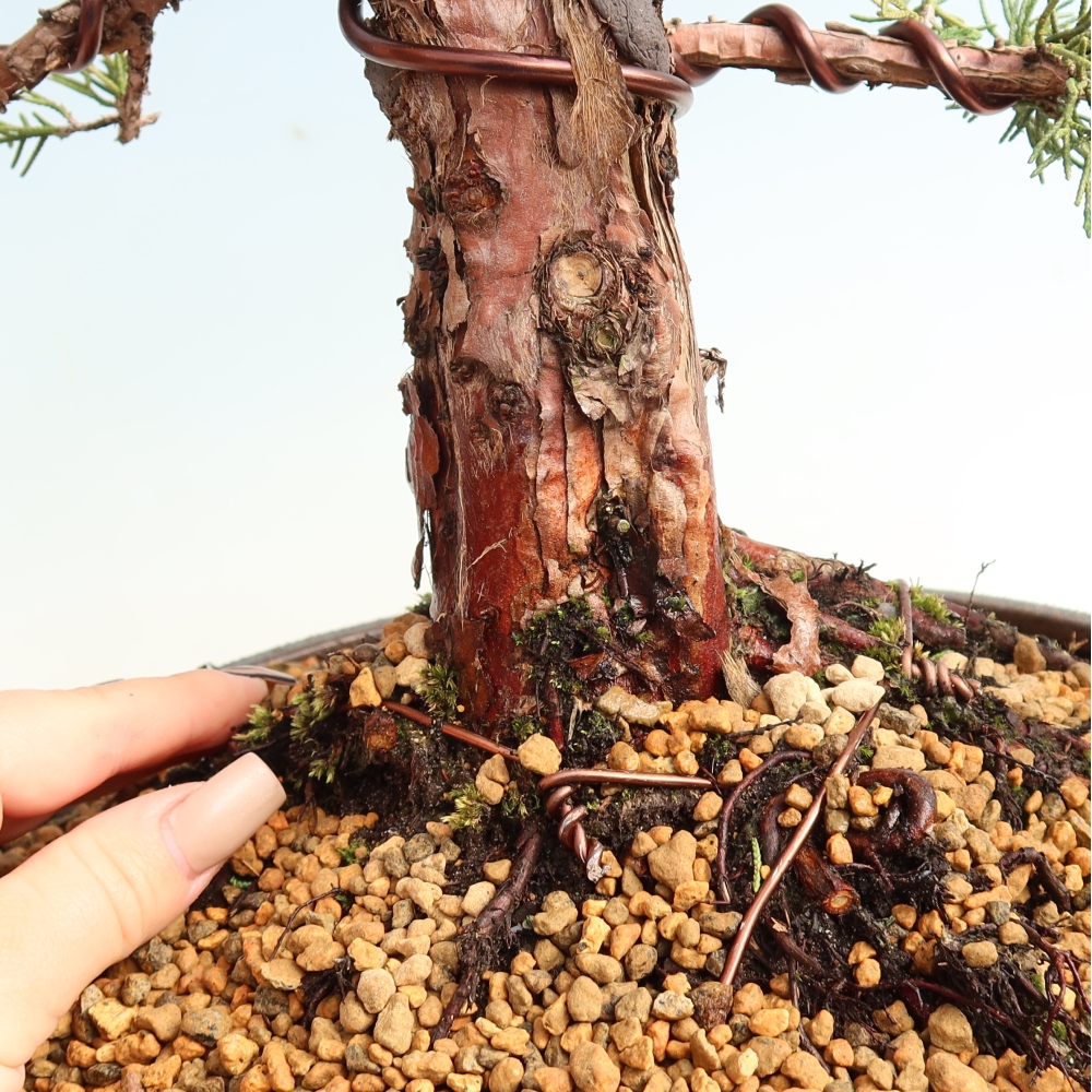 Bonsaï d'extérieur - Juniperus chinensis Kishu