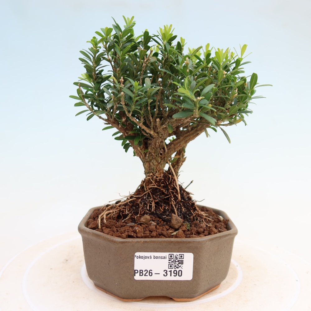 Bonsaï de chambre - Buxus harlandii - buxus liège