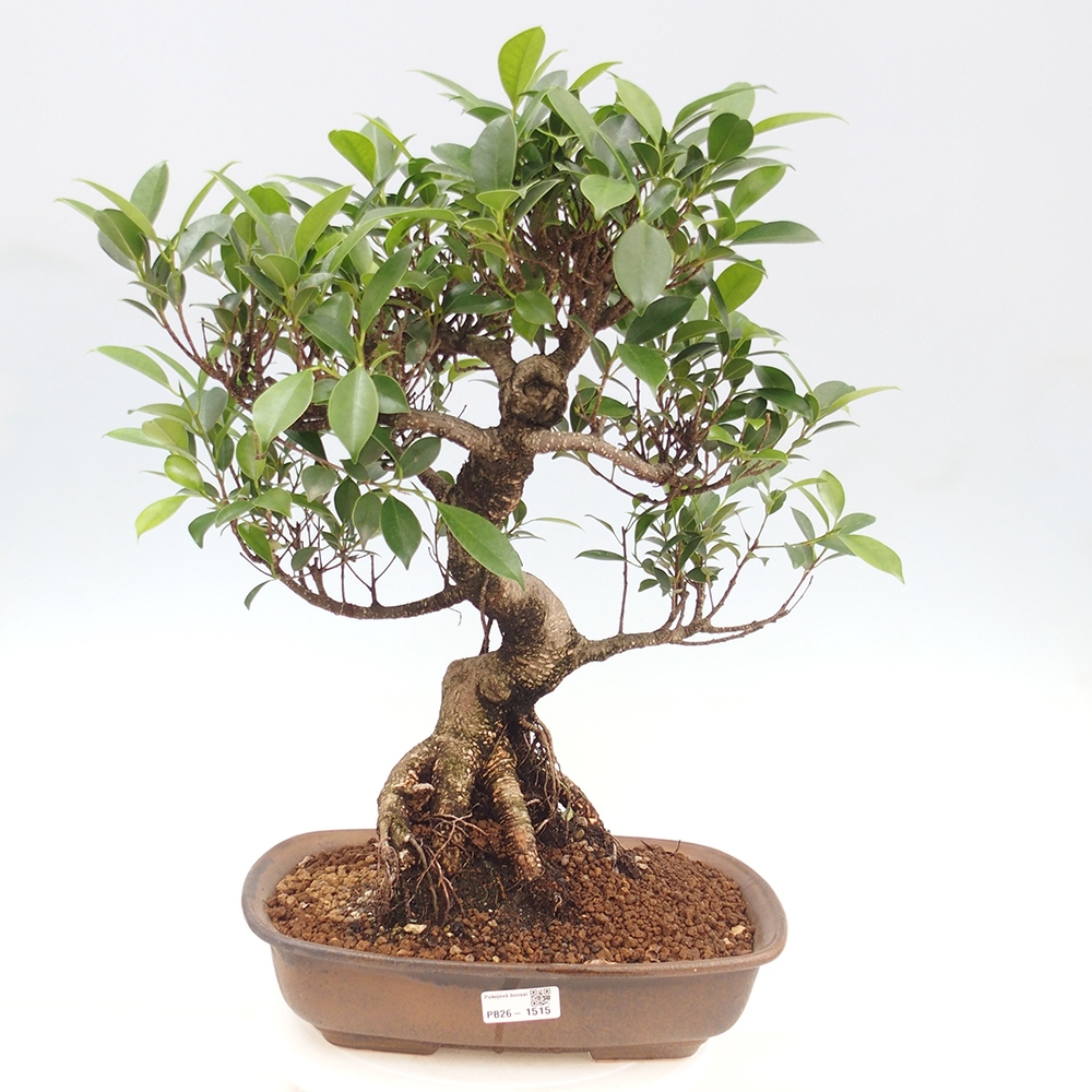 Salle bonsaï - Ficus kimmen - ficus à petites feuilles