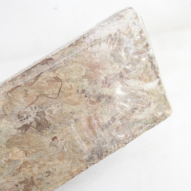 Sphaigne - tourbe de sphaigne 50 gr